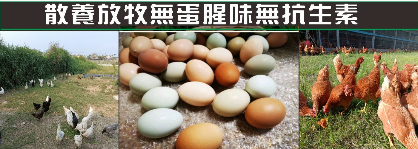 第一商品#人道生態散養放牧彩色雞蛋